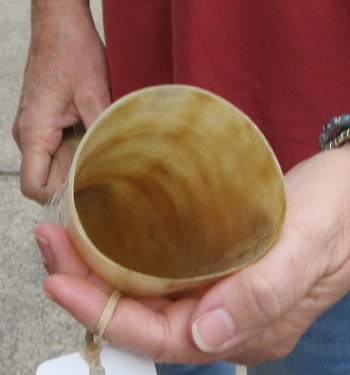 23" Tan Polished Cow/Cattle buffalo horn