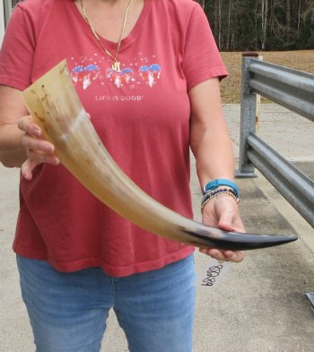 22" Tan Polished Cow/Cattle buffalo horn