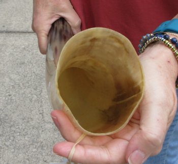 22" Tan Polished Cow/Cattle buffalo horn