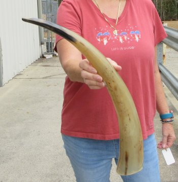 24" Tan Polished Cow/Cattle buffalo horn