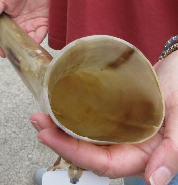 24" Tan Polished Cow/Cattle buffalo horn