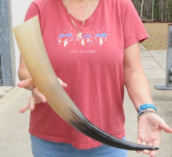 25" Tan Polished Cow/Cattle buffalo horn