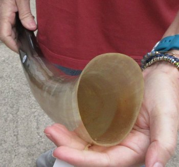 25" Tan Polished Cow/Cattle buffalo horn