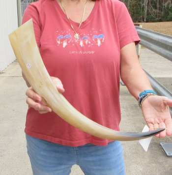 24" Tan Polished Cow/Cattle buffalo horn