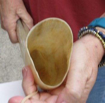 24" Tan Polished Cow/Cattle buffalo horn