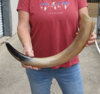 24" Tan Polished Cow/Cattle buffalo horn