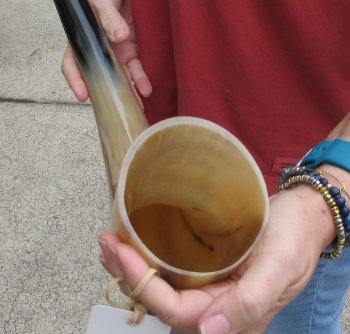 24" Tan Polished Cow/Cattle buffalo horn