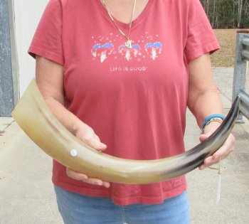 25" Tan Polished Cow/Cattle buffalo horn