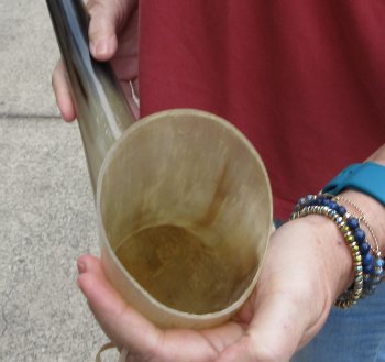 25" Tan Polished Cow/Cattle buffalo horn