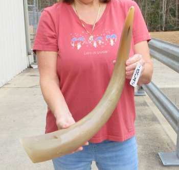 27" Tan Polished Cow/Cattle buffalo horn
