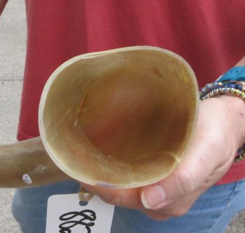 27" Tan Polished Cow/Cattle buffalo horn