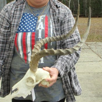 9" African Impala Skull with 20" Horns 