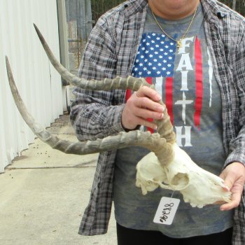 9" African Impala Skull with 20" Horns 