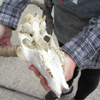 9" African Impala Skull with 20" Horns 