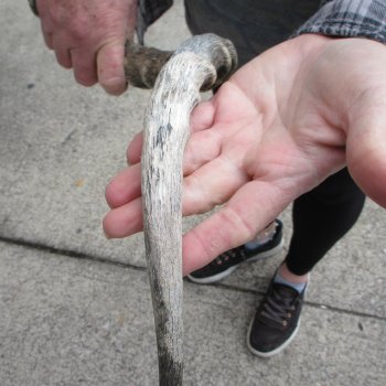 9" African Impala Skull with 20" Horns 