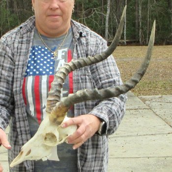 10" African Impala Skull with 22" Horns 