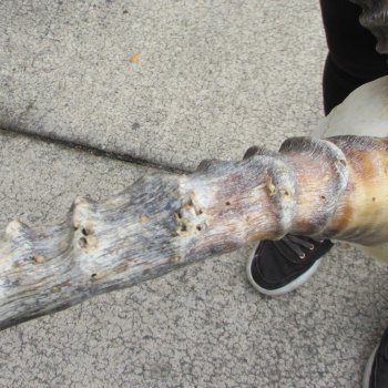 10" African Impala Skull with 22" Horns 