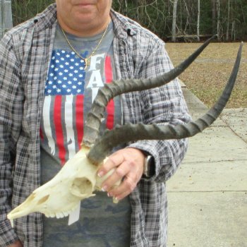 10" African Impala Skull with 19" Horns 