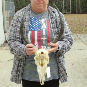 10" African Impala Skull with 19" Horns 