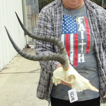 10" African Impala Skull with 19" Horns 