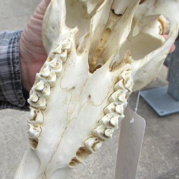 10" African Impala Skull with 19" Horns 