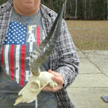 8" African Impala Skull with 15" Horns 
