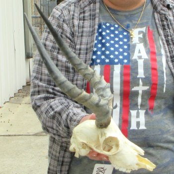 8" African Impala Skull with 15" Horns 