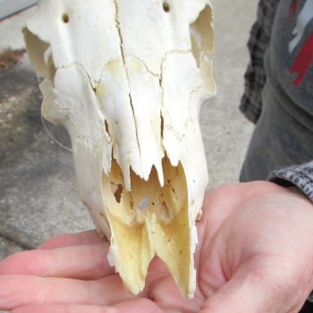 8" African Impala Skull with 15" Horns 