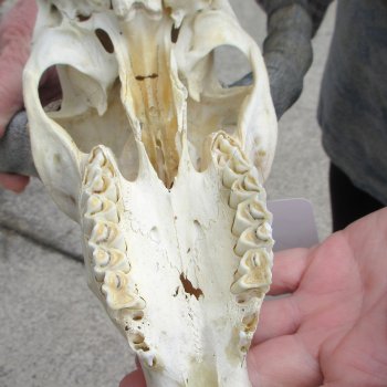 8" African Impala Skull with 15" Horns 