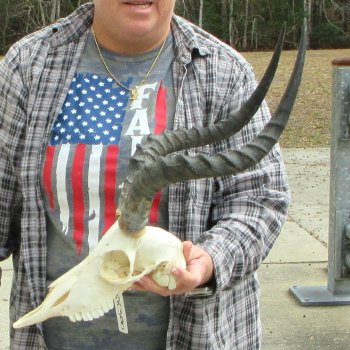 10" African Impala Skull with 18" Horns 