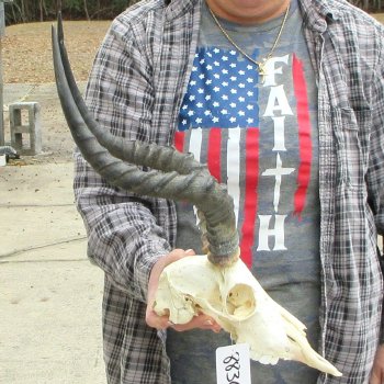 10" African Impala Skull with 18" Horns 