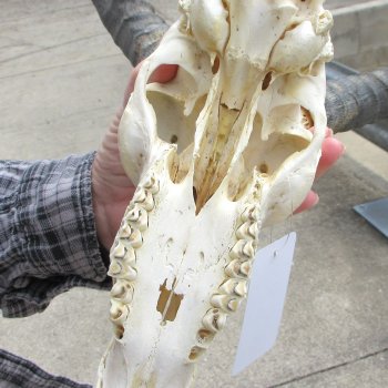 10" African Impala Skull with 18" Horns 