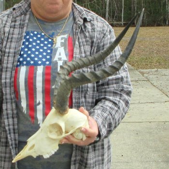 9" African Impala Skull with 17" Horns 