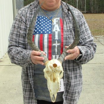 9" African Impala Skull with 17" Horns 