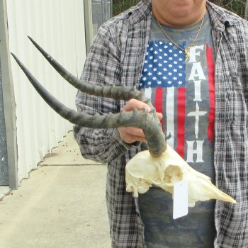 9" African Impala Skull with 17" Horns 
