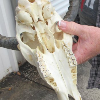 9" African Impala Skull with 17" Horns 