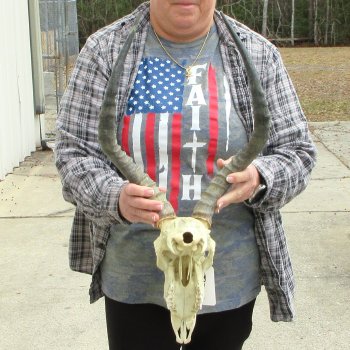 10" African Impala Skull with 18" Horns 