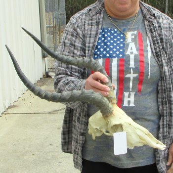 10" African Impala Skull with 18" Horns 