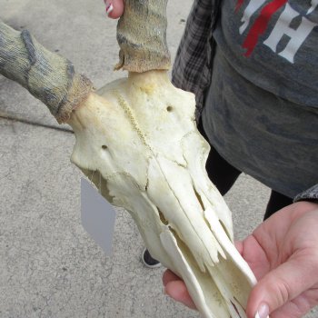 10" African Impala Skull with 18" Horns 