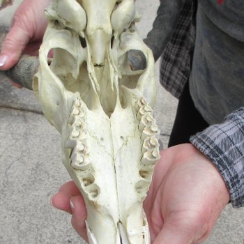 10" African Impala Skull with 18" Horns 