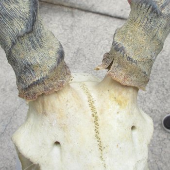 10" African Impala Skull with 18" Horns 