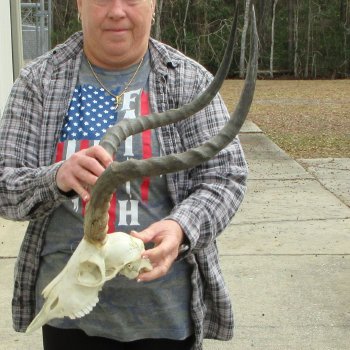 10" African Impala Skull with 23" Horns 