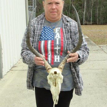 10" African Impala Skull with 23" Horns 