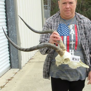 10" African Impala Skull with 23" Horns 