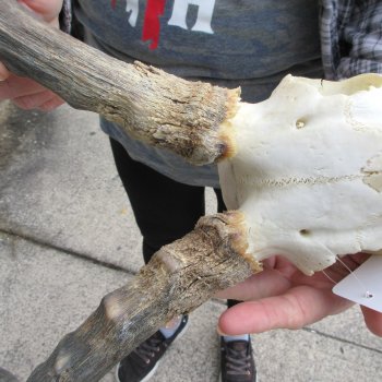 10" African Impala Skull with 23" Horns 