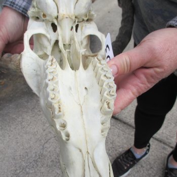 10" African Impala Skull with 23" Horns 