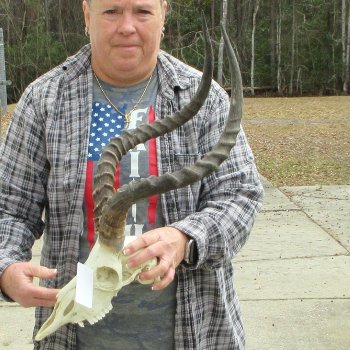10" African Impala Skull with 22" Horns 
