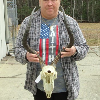 10" African Impala Skull with 22" Horns 