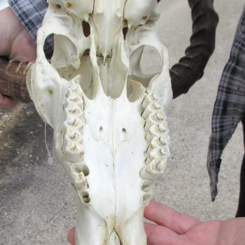 10" African Impala Skull with 22" Horns 