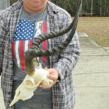 10" African Impala Skull with 22" Horns 